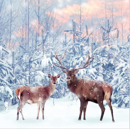 Stag in Snow
