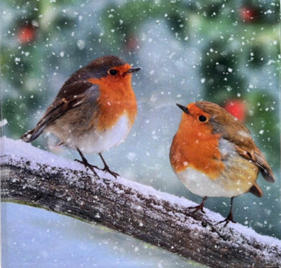 Snowy Robin Friends
